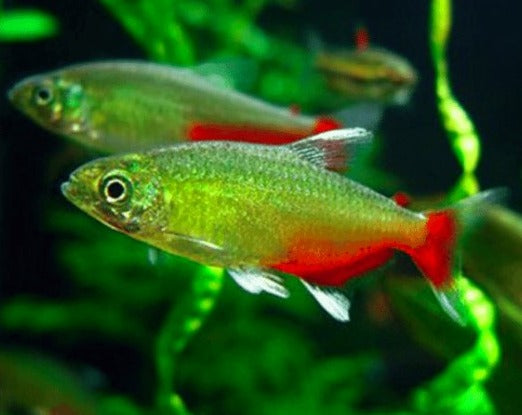 Green Fire Tetra