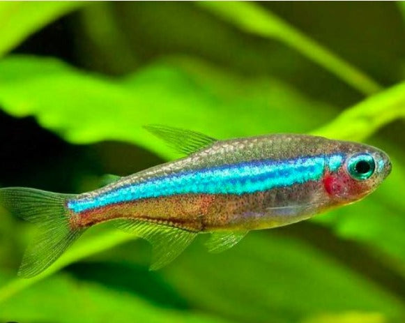 Green Neon Tetra