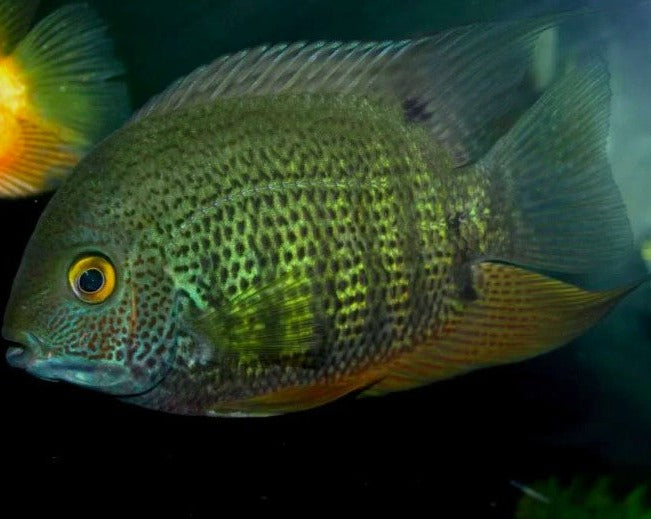 Heros Severus "Green Severum"
