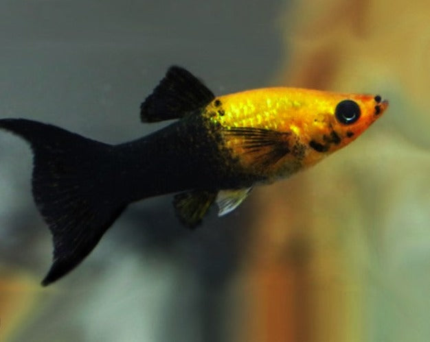 Half Black Gold Lyretail Molly
