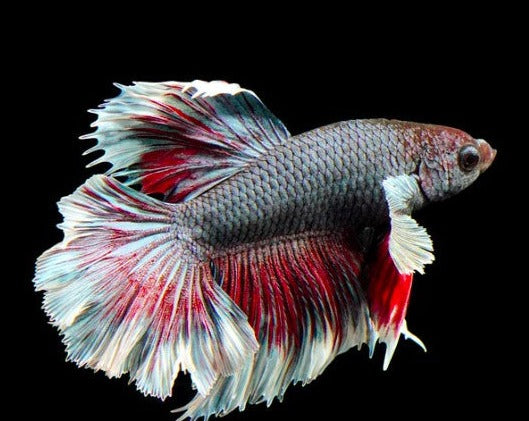 Half Moon Dumbo Male Betta
