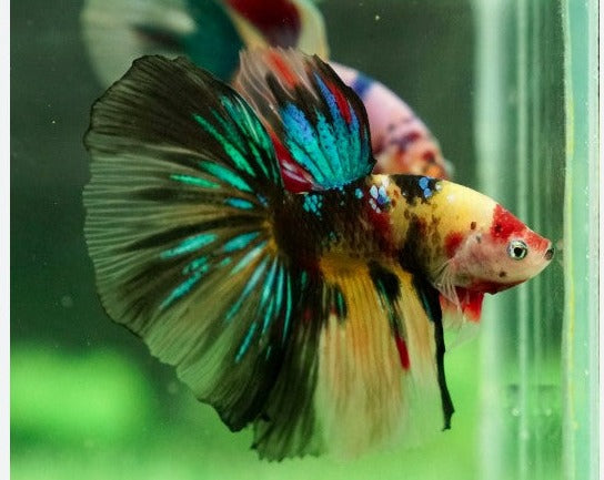 Halfmoon Candy Male Betta