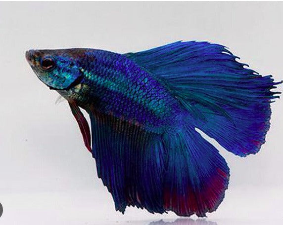 Half Moon Double Tail Male Betta