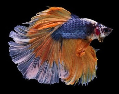 Half Moon Male Betta