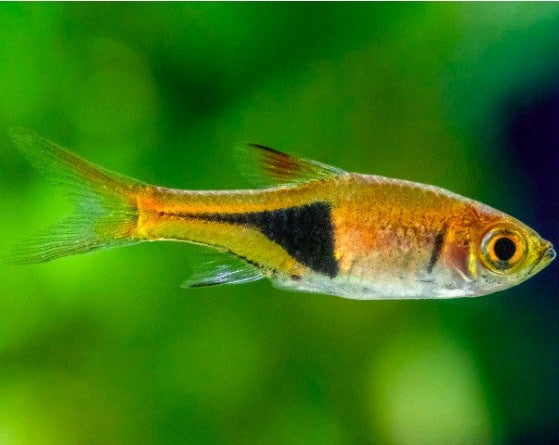 Harlequin Rasbora