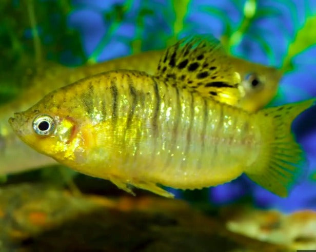 Humpback Limia