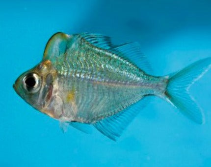 Humphead Glassfish