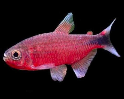 Infernal Tetra