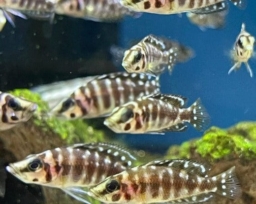 Altolamprologus Calvus "Inkfin"