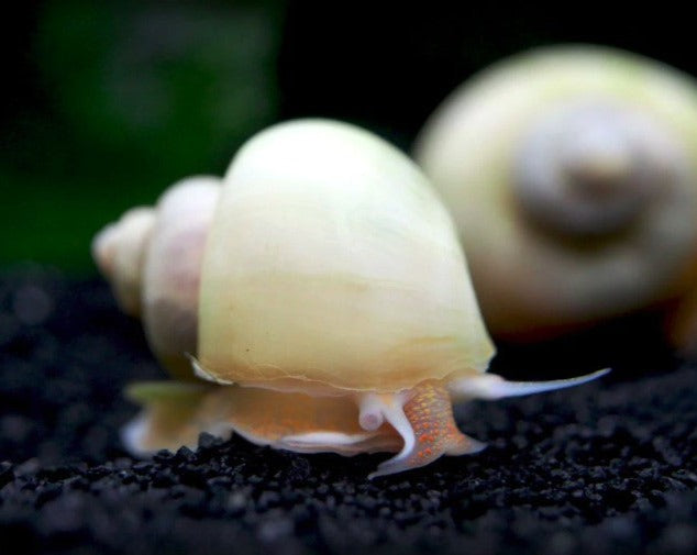 Ivory Mystery Snail