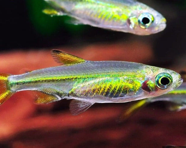 Jelly Bean Tetra