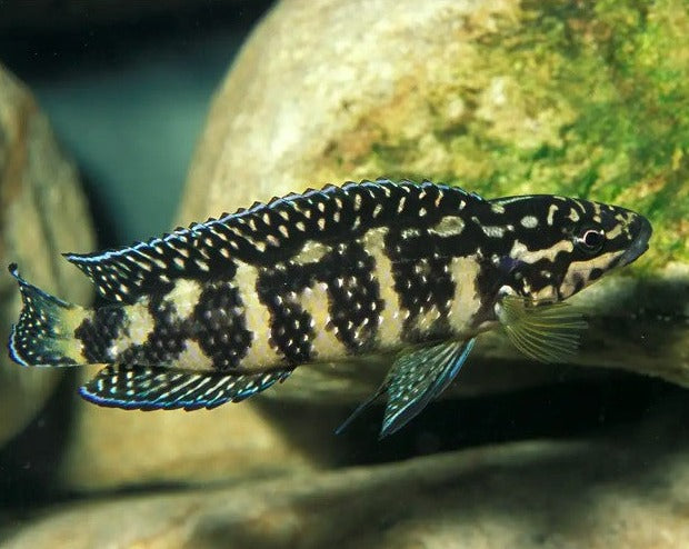 Julidochromis Transcriptus "Gombi"