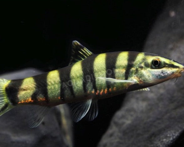 Kansu Loach