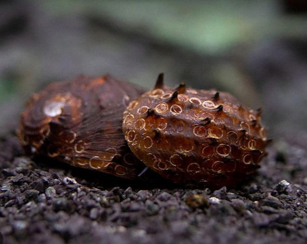 King Koopa Nerite Snail