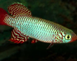 Kisaki Killifish
