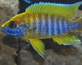 Aulonocara Mamelela "Lemon Jake"