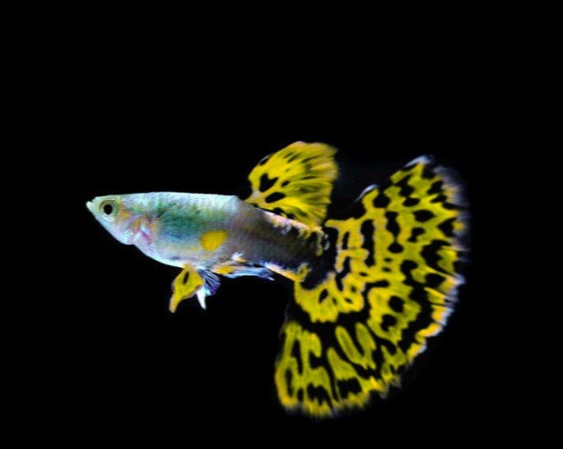 Leopard Tail Male Guppy
