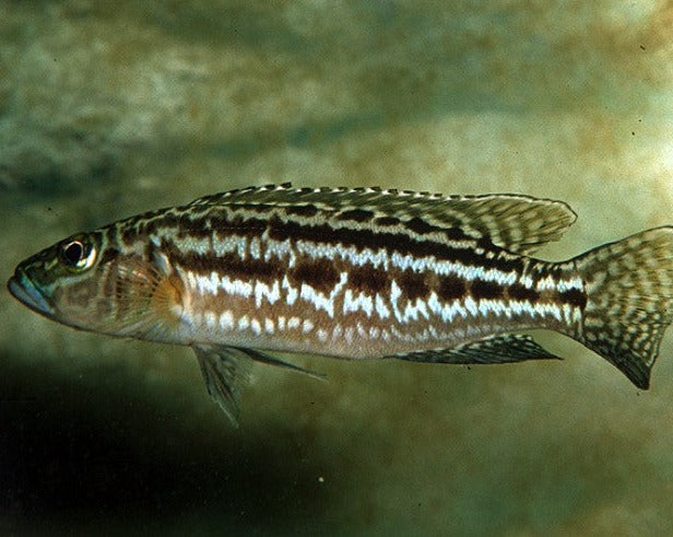 Lepidiolamprologus Kendalli