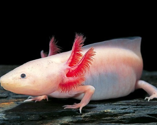 Leucistic Axolotl