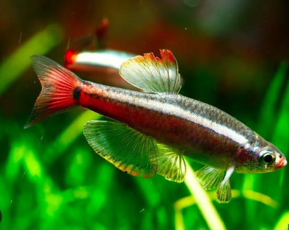 Long Fin White Cloud Minnow