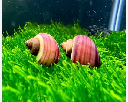 Magenta Mystery Snail