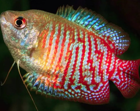 Male Royal Blue Dwarf Gourami