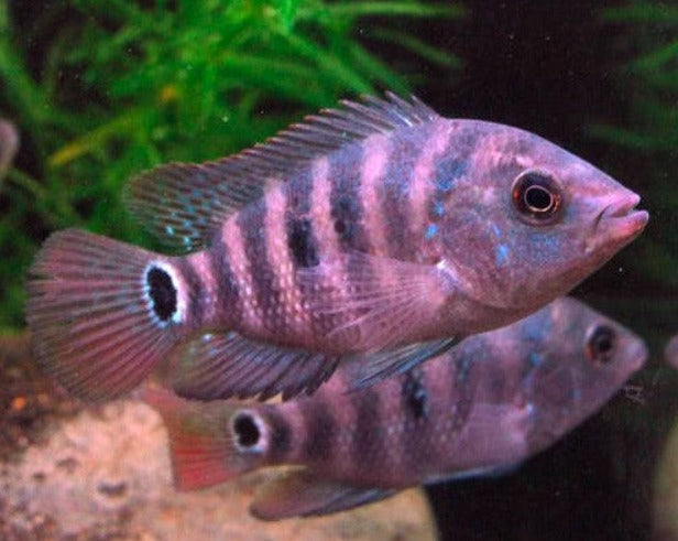 Cichlasoma Urophthalmus "Mayan Cichlid"