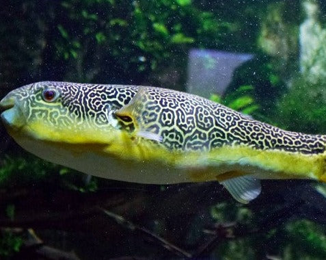 Mbu Pufferfish