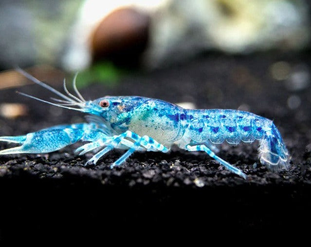 Mexican Mini Blue Lobster