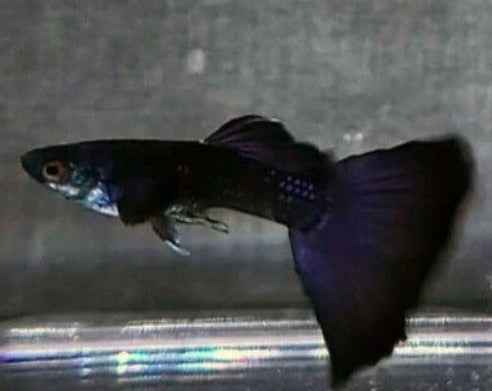 Midnight Black Guppy