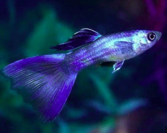 Moscow Blue Male Guppy