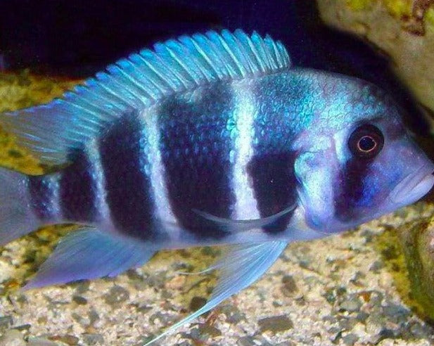 Cyphotilapia Frontosa "Mpimbwe Blue"