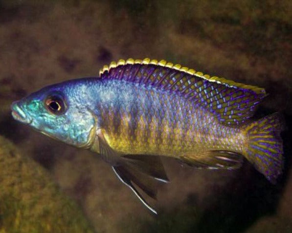 Mylochromis Lateristriga