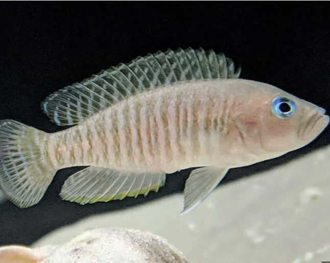 Neolamprologus Multifasciatus