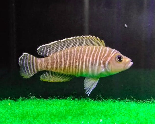 Neolamprologus Similis