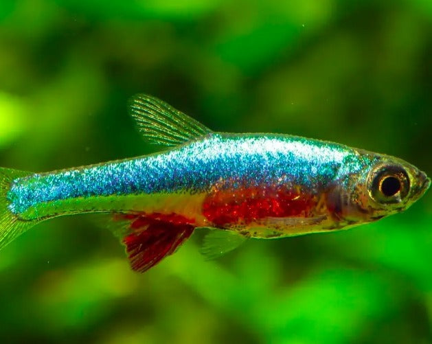 Neon Blue Rasbora