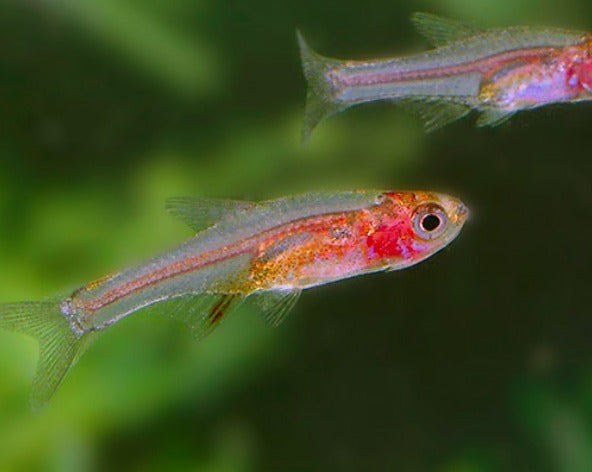 Neon Red Rasboras