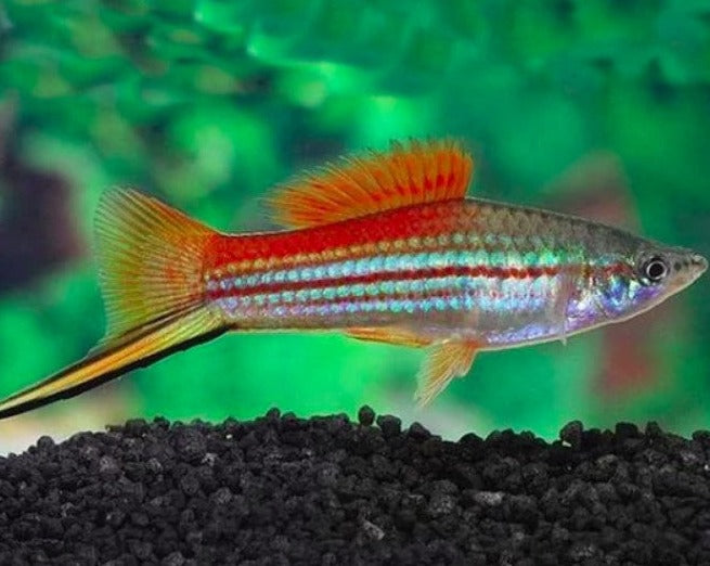 Neon Swordtail