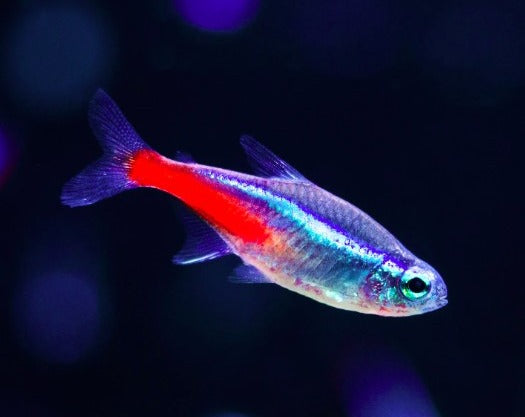 Neon Tetra