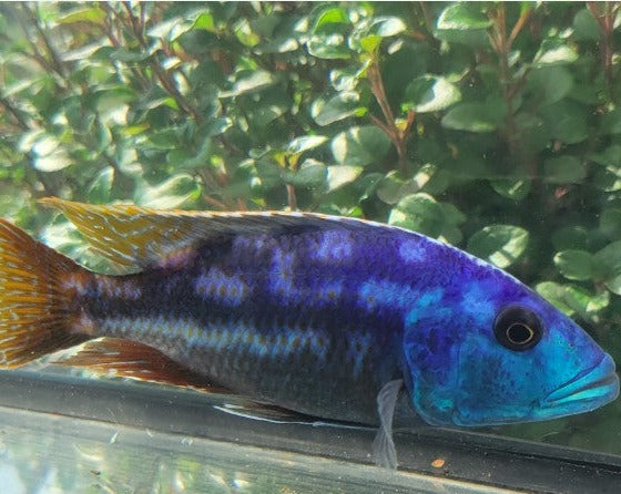 Nimbochromis Fuscotaeniatus