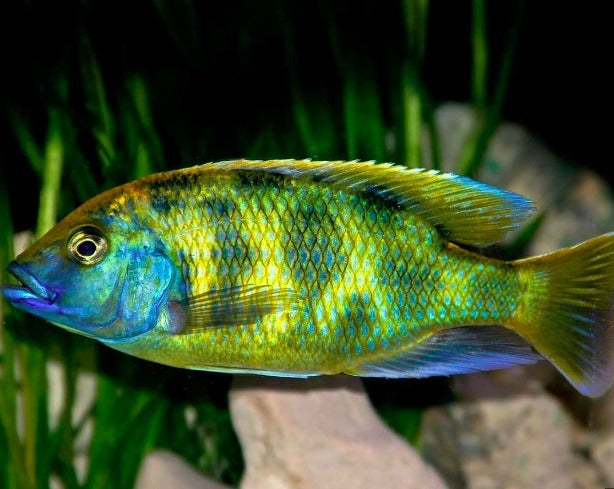 Nimbochromis Venustus