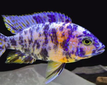 Aulonocara Sp. "OB Peacock"