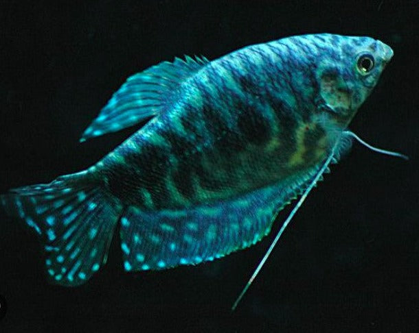 Opaline Gourami
