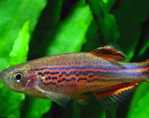 Orange Fin Danios