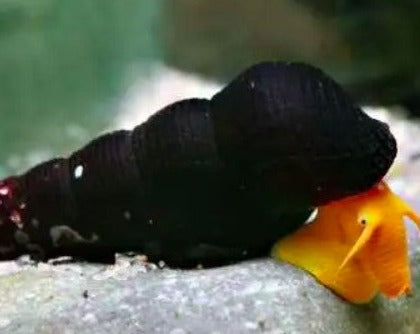 Orange Volcano Rabbit Snail