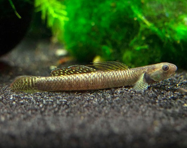 Ornate Rainbow Goby