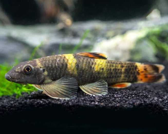 Panda Garra