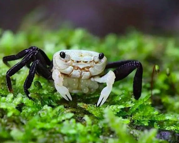 Panda Vampire Crab