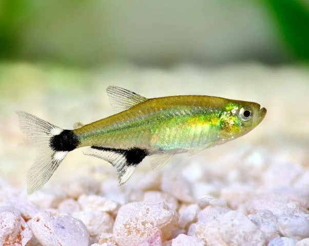 Panda Tetra