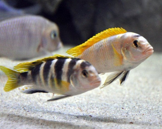 Labidochromis "Perlmutt"